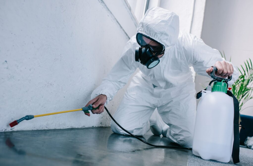 professional flea control service liverpool