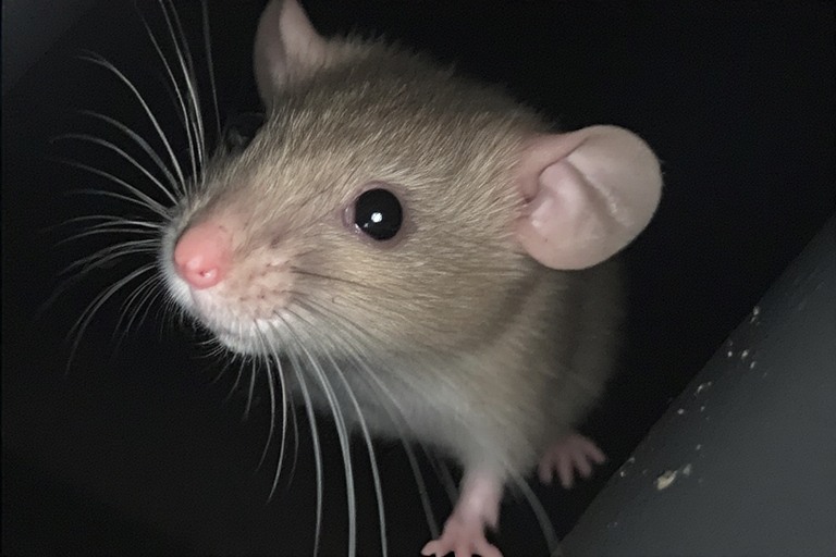 Rodent in property preston