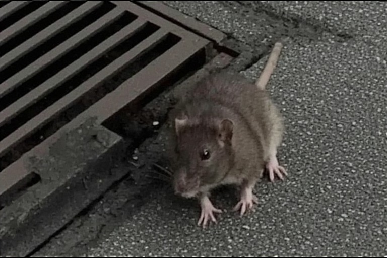Pest control Manchester — brown rats are the most common pest in the city, often entering properties through the drainage system