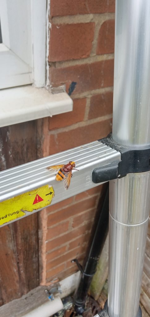 Hornets at St Helens home