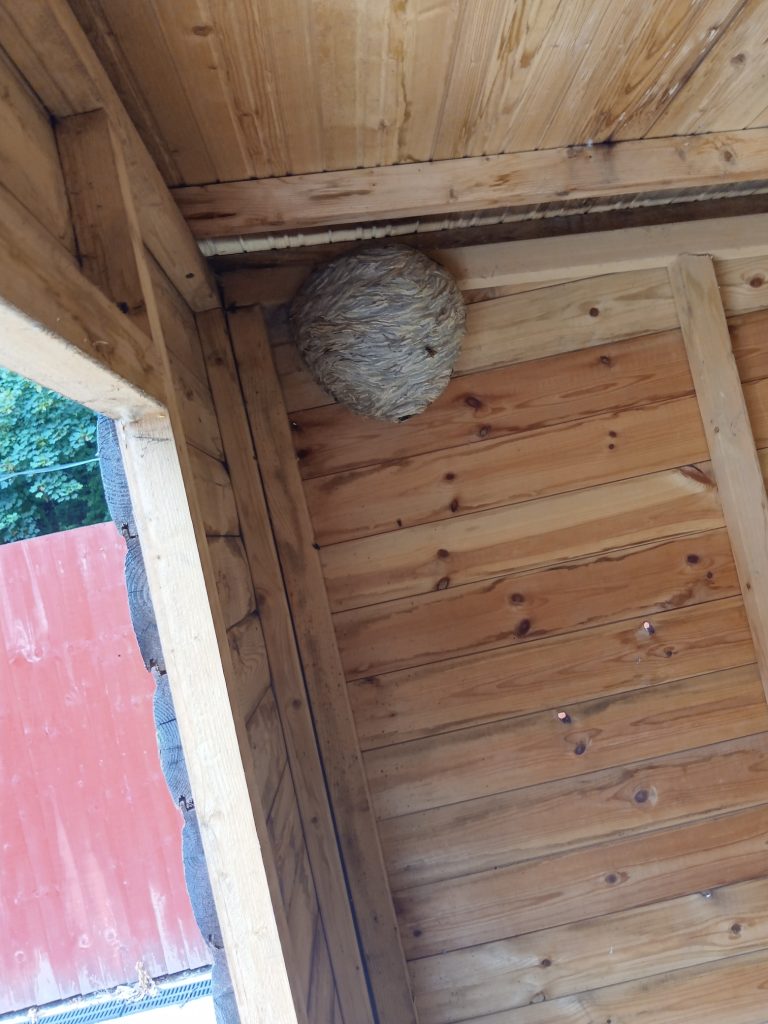 Large wasp nest in Cronton shed 